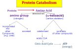 کاتابولیسم پروتئین و اسید آمینه ها