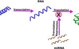 رونویسی ژن و ترجمه پروتئین