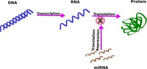رونویسی ژن و ترجمه پروتئین 