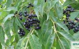 فلودندرون – Phellodendron amurense